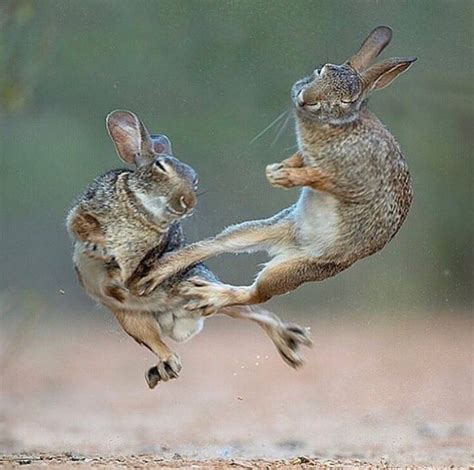 Everybunny was kung-fu fighting - Meme Guy