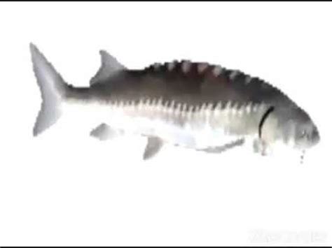 Spinning Fish Song High Quality Version - YouTube