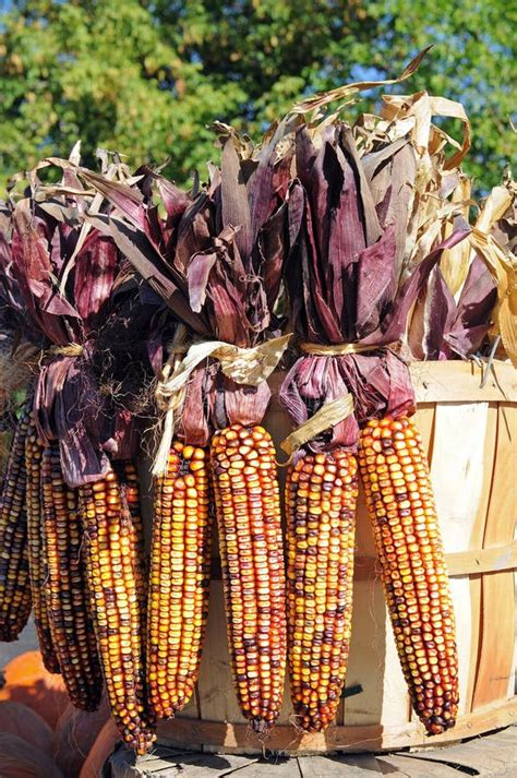 Corn in crate stock photo. Image of isolate, ripe, fresh - 49384796