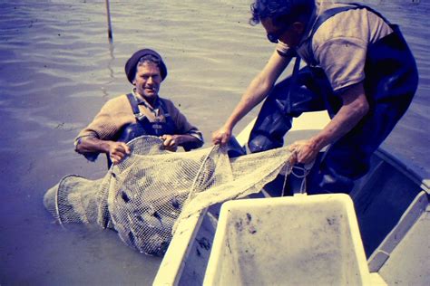 Eel fishing at Lake Ellesmere/Te Waihora | discoverywall.nz