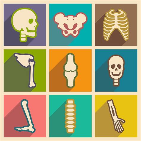 Set flat icons with long shadow human skeleton vector eps ai | UIDownload