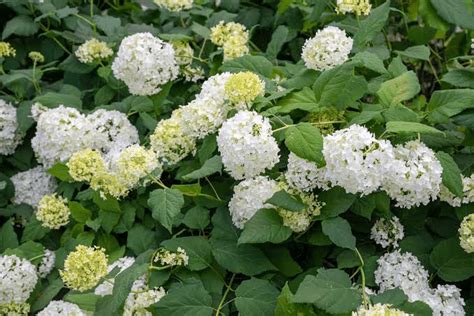 11 Medicinal Health Benefits Of Hydrangea arborescens (Smooth Hydrangea) - Agric4Profits