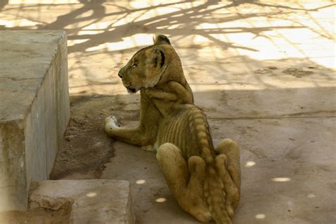 Lions are starving to death in a Sudan park. A worldwide campaign is ...