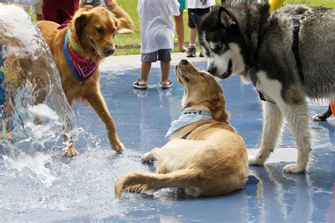 The mistakes people make at the dog park that put their pet at risk