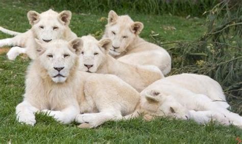 White Lions - White Lions Photo (32808037) - Fanpop