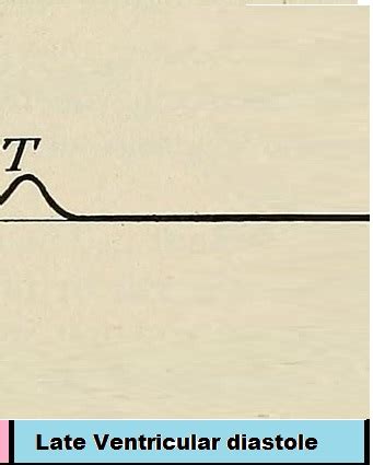 Diastole | Definition, Role & Diagnostic Values | Study.com