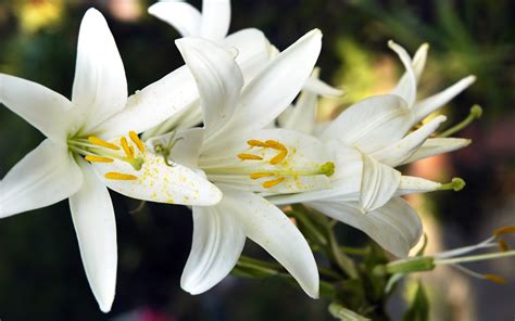 White Lily Flowers wallpaper | 2560x1600 | #23721