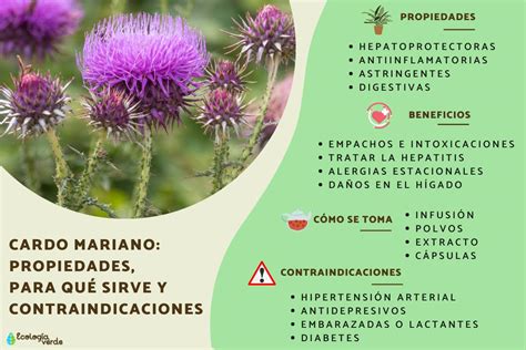 Cardo mariano: Propiedades, para qué sirve y contraindicaciones - Guía completa