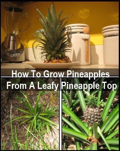 How To Regrow Pineapples | How to regrow pineapple, Pineapple planting, Growing pineapple