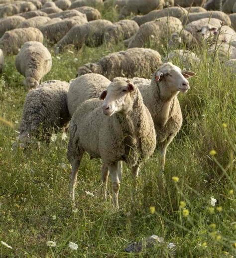 Sheep Farming in Kenya: How to Start, Breeds, Loans, Zero Grazing, and Feeding for Beginners