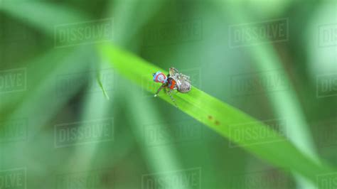 overhead shot of a maratus splendens peacock spider mating on a blade ...