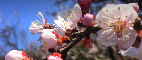 Tokyo’s Plum Blossom Season: Where and why you should go | JAPAN Forward