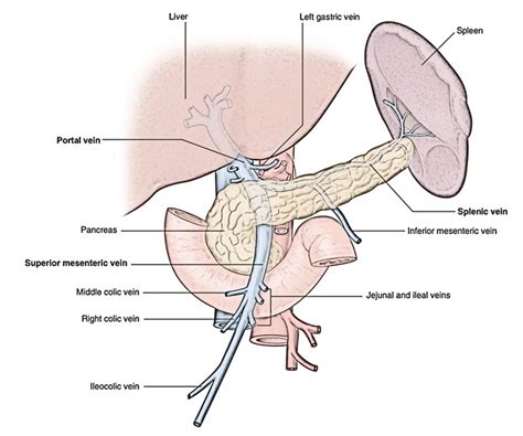 Easy Notes On 【Portal Vein】Learn in Just 4 Minutes!