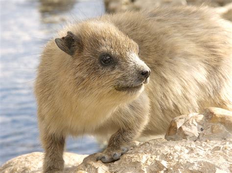 The Hyrax – The Elephant’s Cousin | The Ark In Space