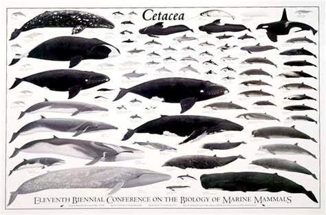 cetacea_poster_large – "OCEAN TREASURES" Memorial Library