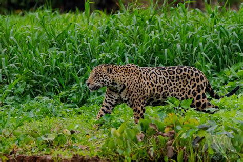 Wild Pantanal - Fascination Wildlife