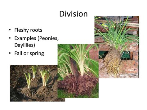 PPT - Plant Propagation by Division and Separation PowerPoint Presentation - ID:2395439