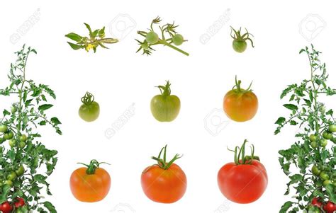 Evolution Of The Domesticated Tomato [1 min read]