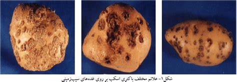 Symptoms of Common Scab disease on Potato tuber collected from... | Download Scientific Diagram