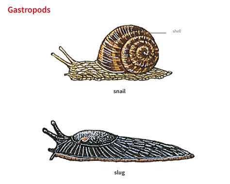 gastropod noun - Definition, pictures, pronunciation and usage notes ...