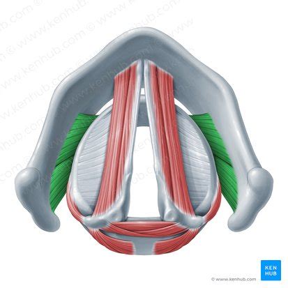 Cricothyroid: Origins, insertions, innervation and action | Kenhub