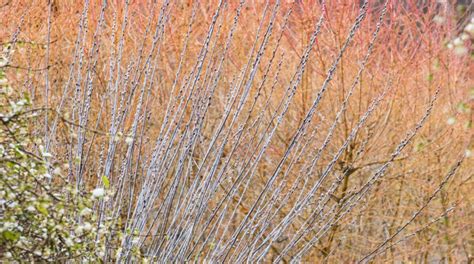 Top 10 plants for winter interest - Cambridge University Botanic Garden