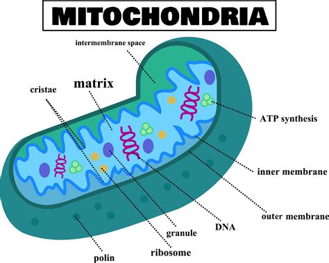 Anatomy of the mitochondria.Structure of cell.Mitochondrial diagram ...