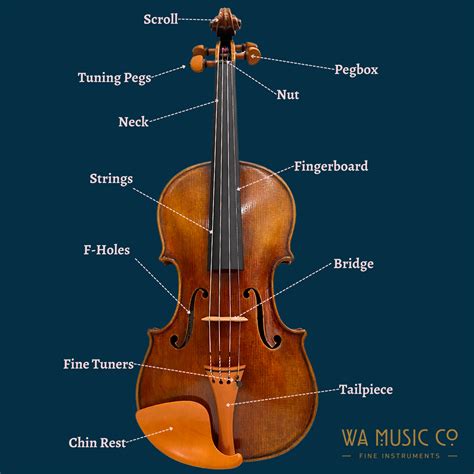 Parts of a String Instrument: Explained - WA Music Co