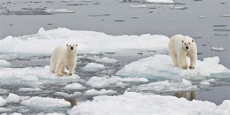 Your plane travel destroys polar bear habitat