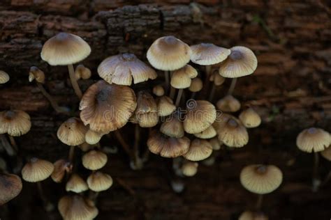 Mycena, Poisonous Fungi, Small Saprotrophic Mushrooms on Dead Tree in ...