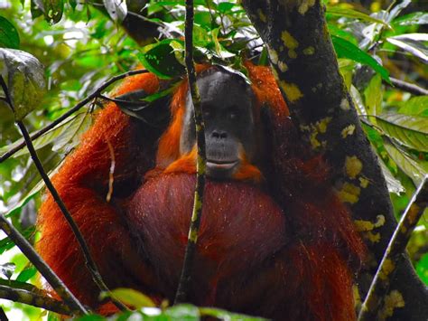 Sumatran Orangutans - Sumatran Orangutan Treks by Sumatra EcoTravel