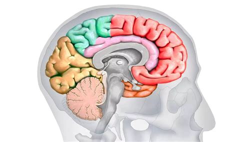 Treating Pituitary Apoplexy: Medical Management Versus Surgery