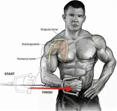 Cable internal rotation | Arm workout for mass, Workout routines for ...