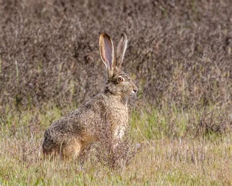 Black-Tailed Jackrabbit - Facts, Diet, Habitat & Pictures on Animalia.bio