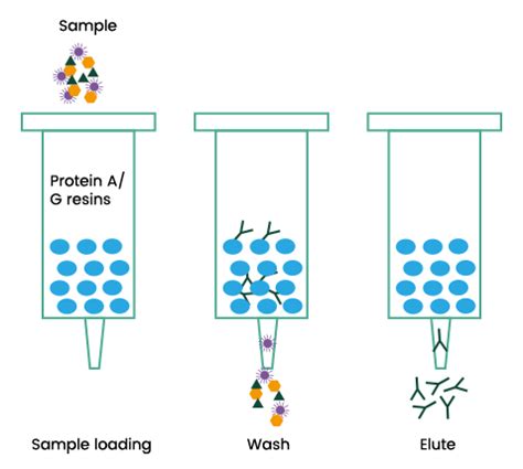 Polyclonal Antibody Purification | Sino Biological