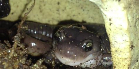 Protective Salamander Mom Keeps Watchful Eye On Her Babies - The Dodo