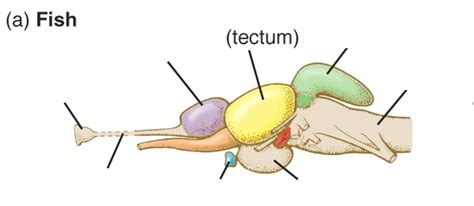 Diagram of Fish Brain Diagram | Quizlet