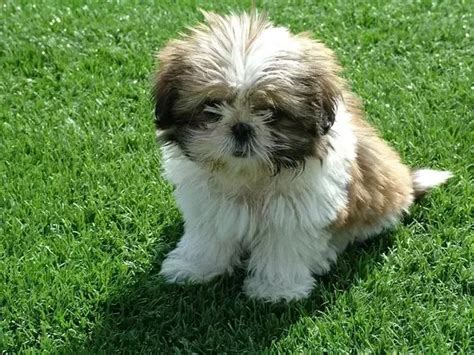 Climatesense: Shih Tzu Puppy Cost In Bangalore