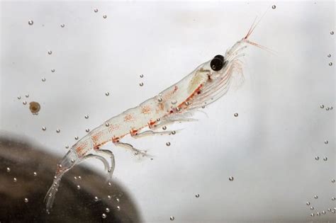 Southern Ocean Krill Oil | Wanaka Biomarine