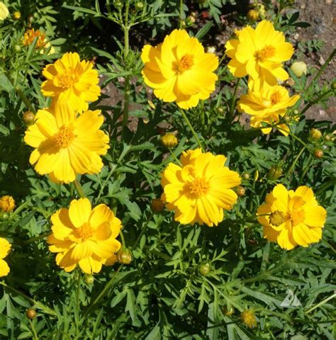 Dwarf Gold Sulphur Cosmos (Cosmos sulphureus) | Applewood Seed Co.