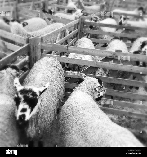 Masham Sheep Fair Stock Photo - Alamy