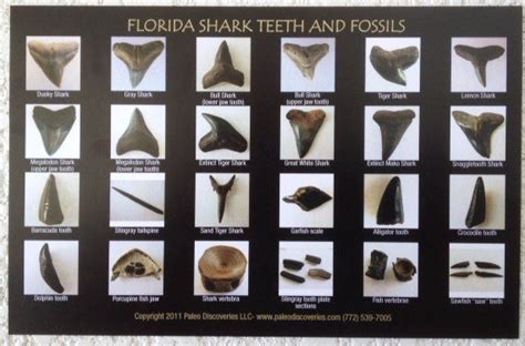 Shark Teeth and Fossils Identification Chart / Postcard | 772-539-7005 ...