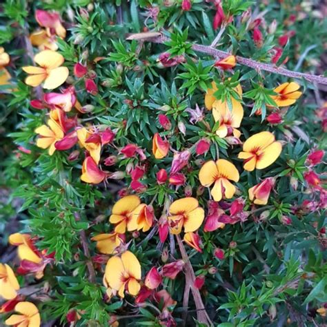 Pultenaea pedunculata Burnt Orange 140mm - The Jungle Collective