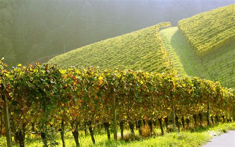 Grape Vineyard Wallpapers - Wallpaper Cave