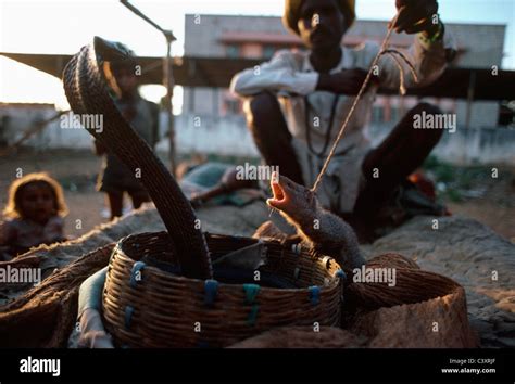 Mongoose and snake hi-res stock photography and images - Alamy