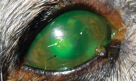 Symptoms of Neurogenic KCS (Dry Eye) in Dogs | Clinician's Brief