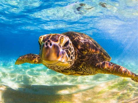 Climate Change Threatens Endangered Green Sea Turtles | Engoo Daily News