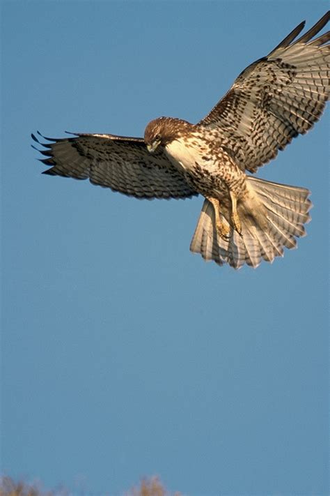 Hawk Hunting Prey