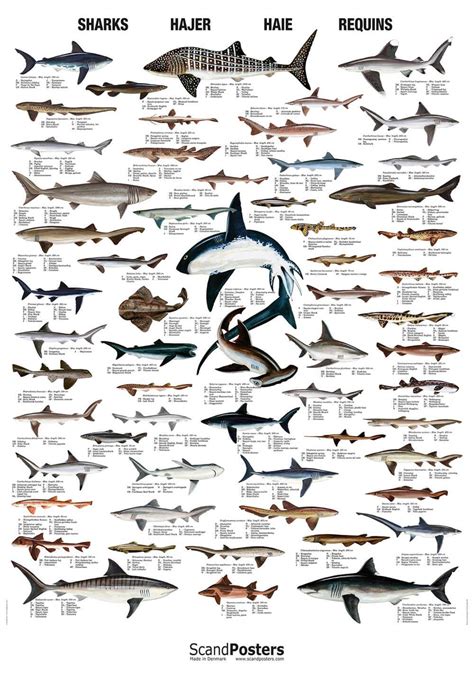 Buy Shark Poster online here | Linaa