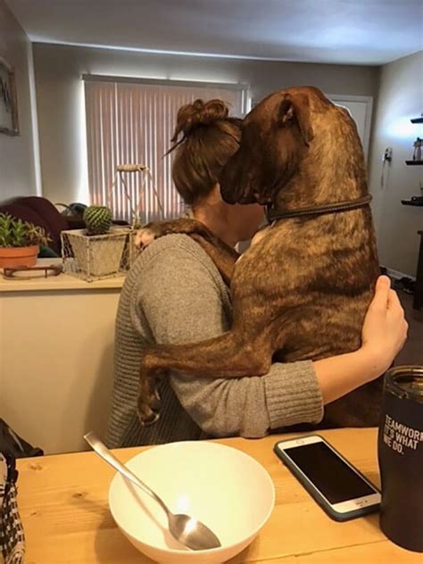 kylo The Rescued Dog Hugs His Owner Every Day When She Comes Home Even ...